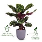 jazz round 30cm lavender lilac